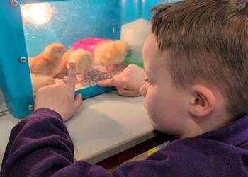 Egg-citing News from Reception &ndash; Our Chicks Are Ha...